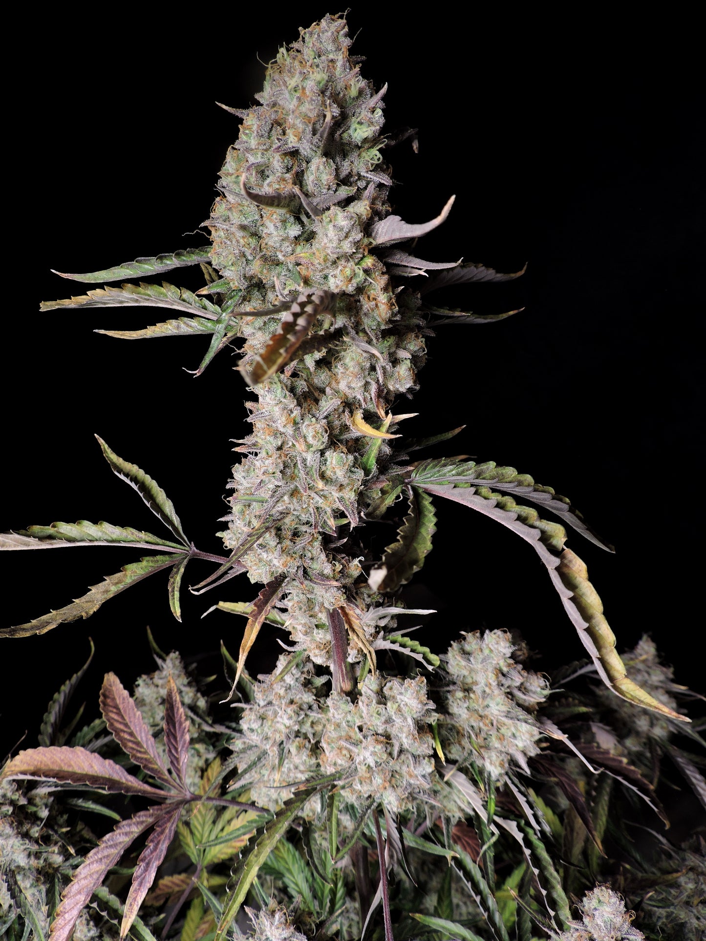 FastBuds Gorilla Z (Auto) 3 Stück