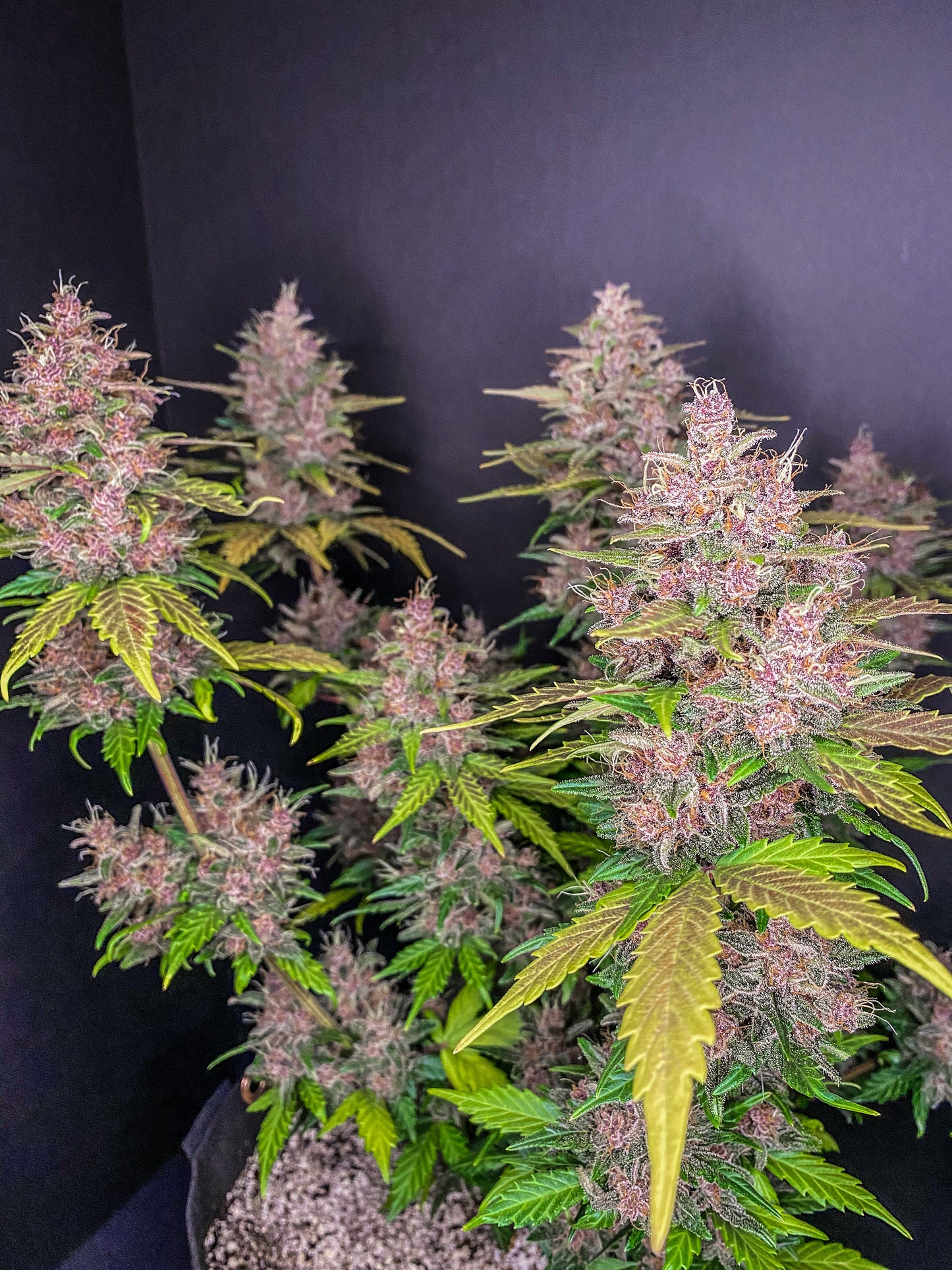 Fastbuds LSD-25 (Auto) 3 Stück