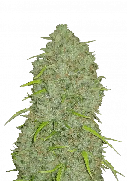 FastBuds Jack Herer (Auto) 3 Stück