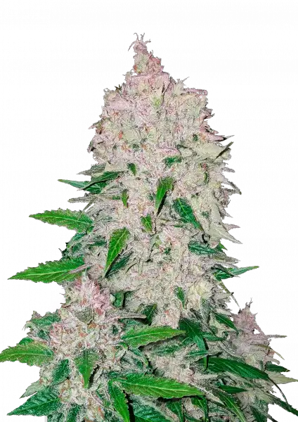 FastBuds Stardawg (Auto) 3 Stück