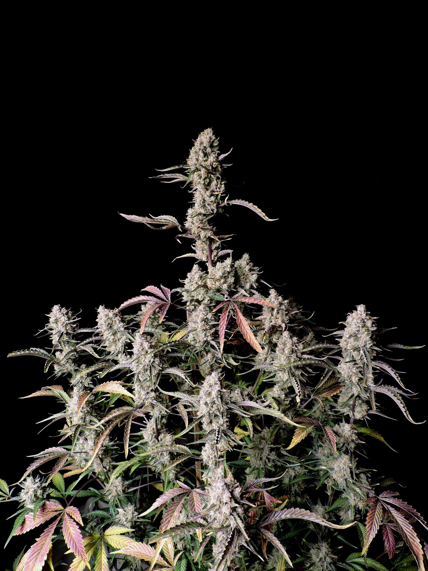 FastBuds Gorilla Z (Auto) 3 Stück