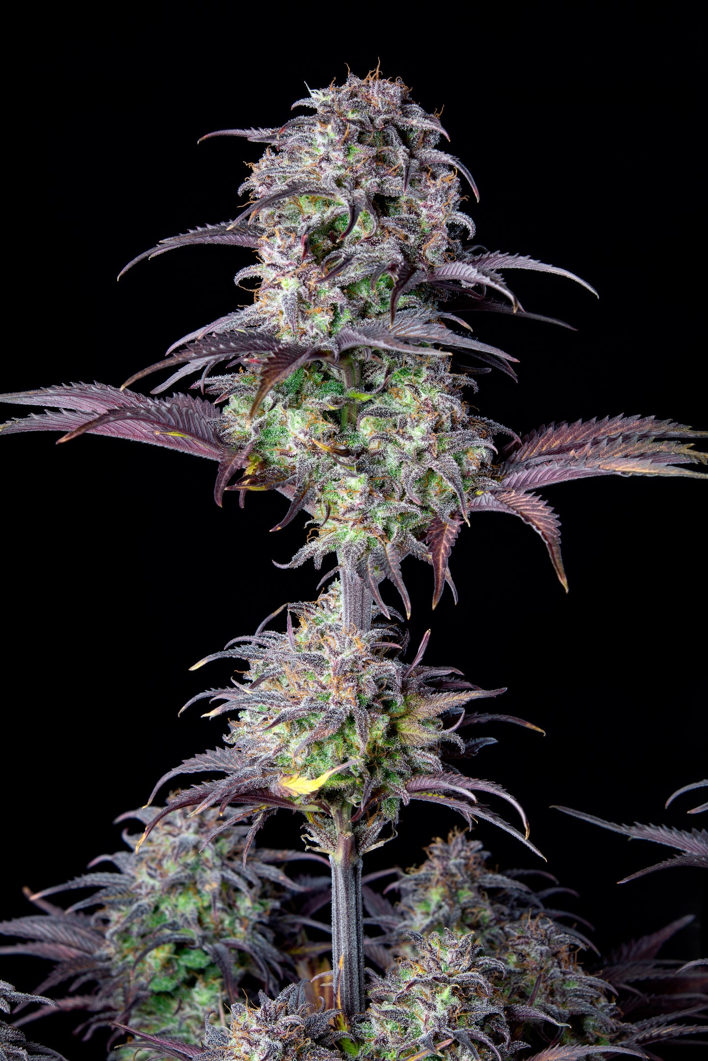 FastBuds Blueberry (Auto) 3 Stück