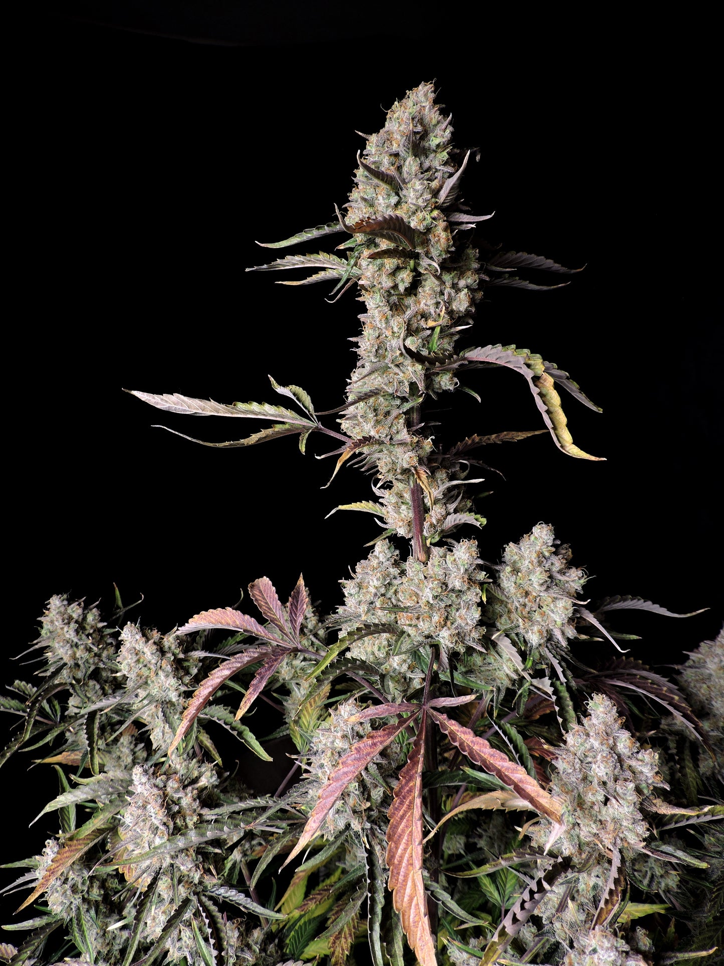 FastBuds Gorilla Z (Auto) 3 Stück