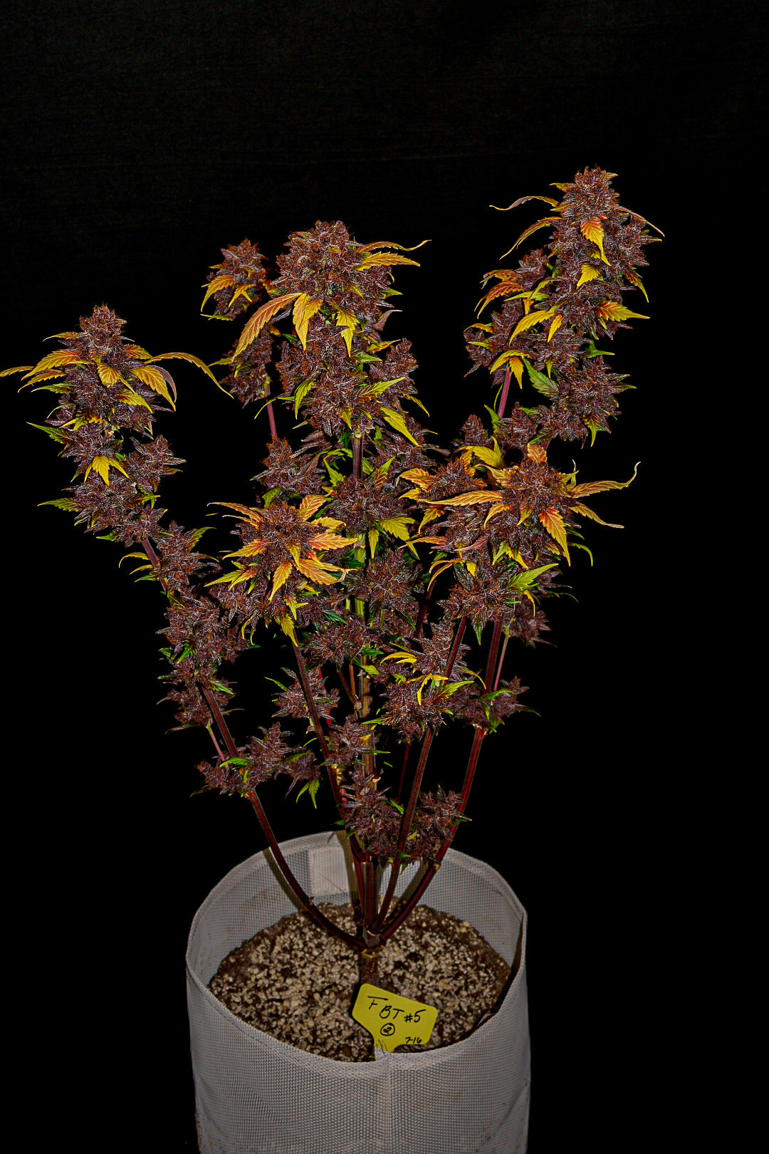 FastBuds Purple Lemonade (Auto) 3 Stück