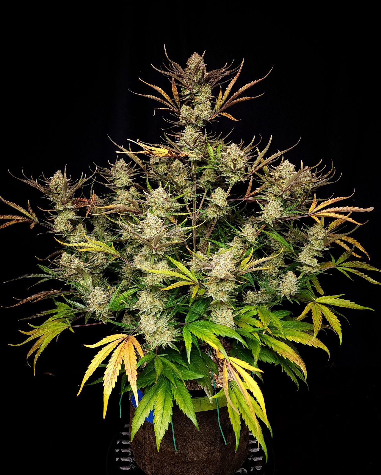 FastBuds Apple Strudel (Auto) 3 Stück