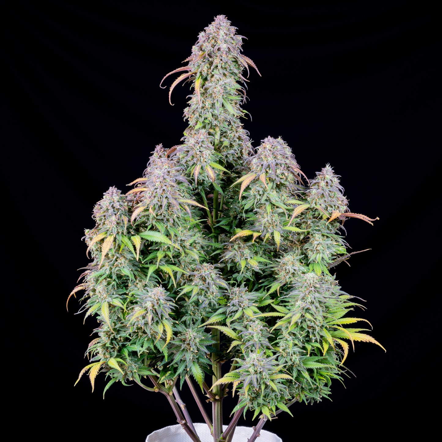 FastBuds Blueberry (Auto) 3 Stück