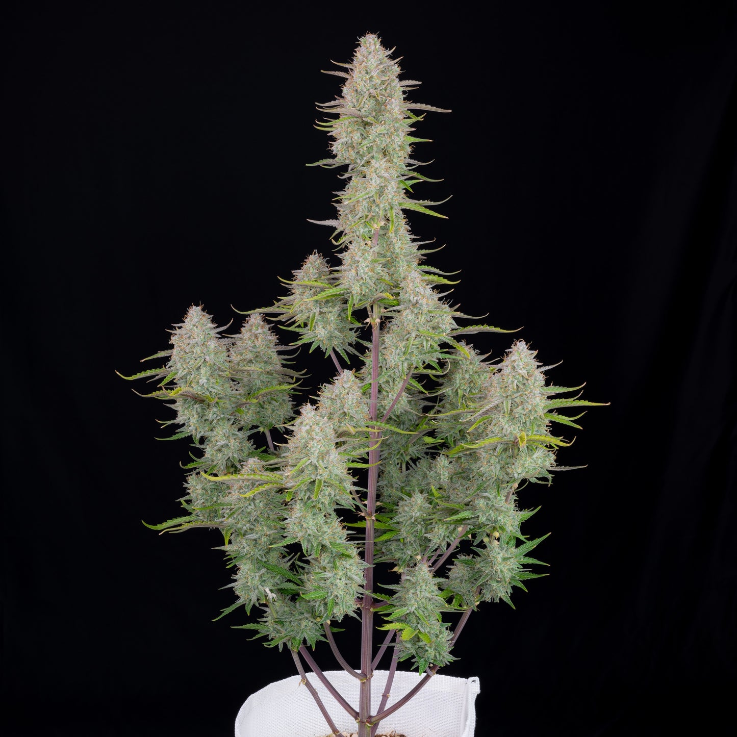 FastBuds Wedding Cheesecake (Auto) 3 Stück