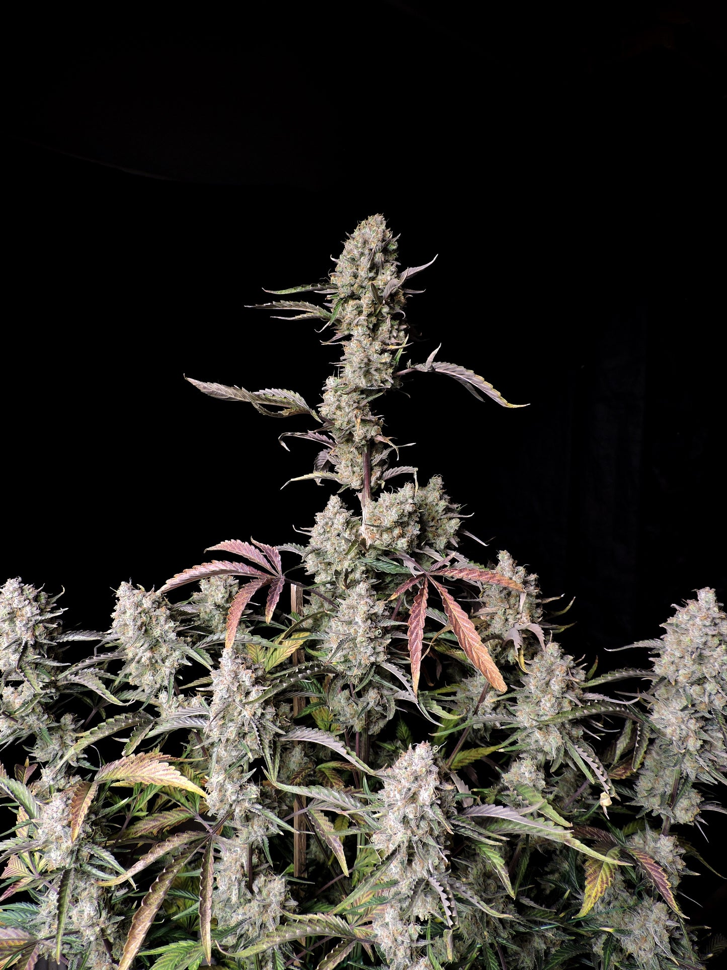 FastBuds Gorilla Z (Auto) 3 Stück