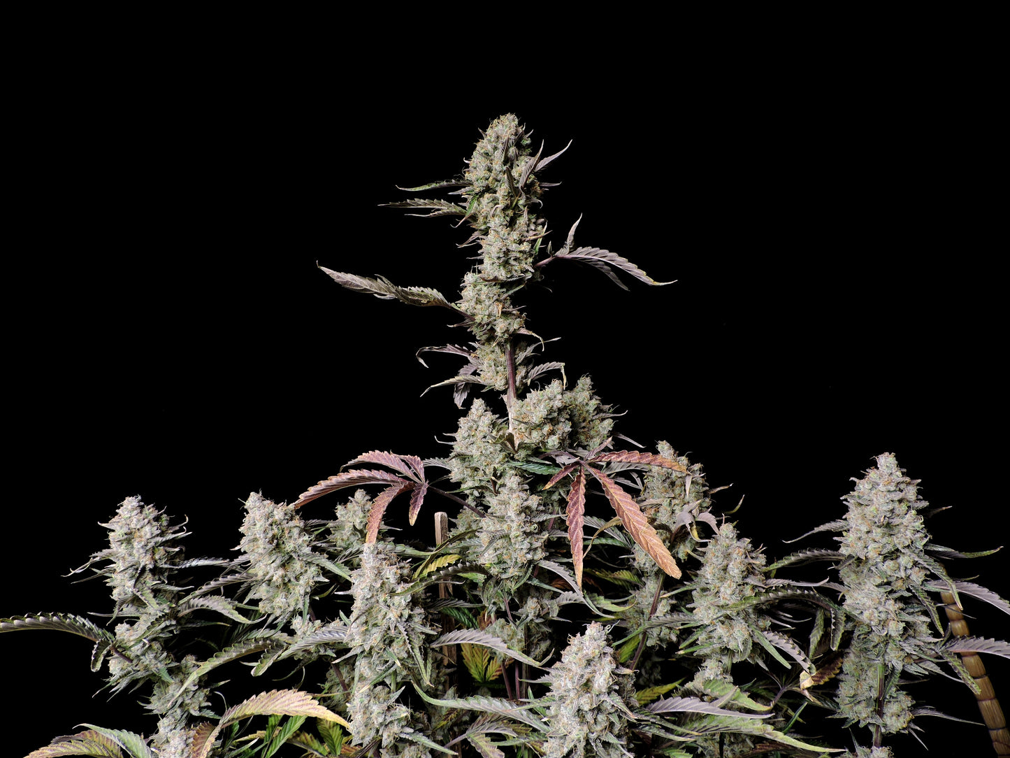 FastBuds Gorilla Z (Auto) 3 Stück
