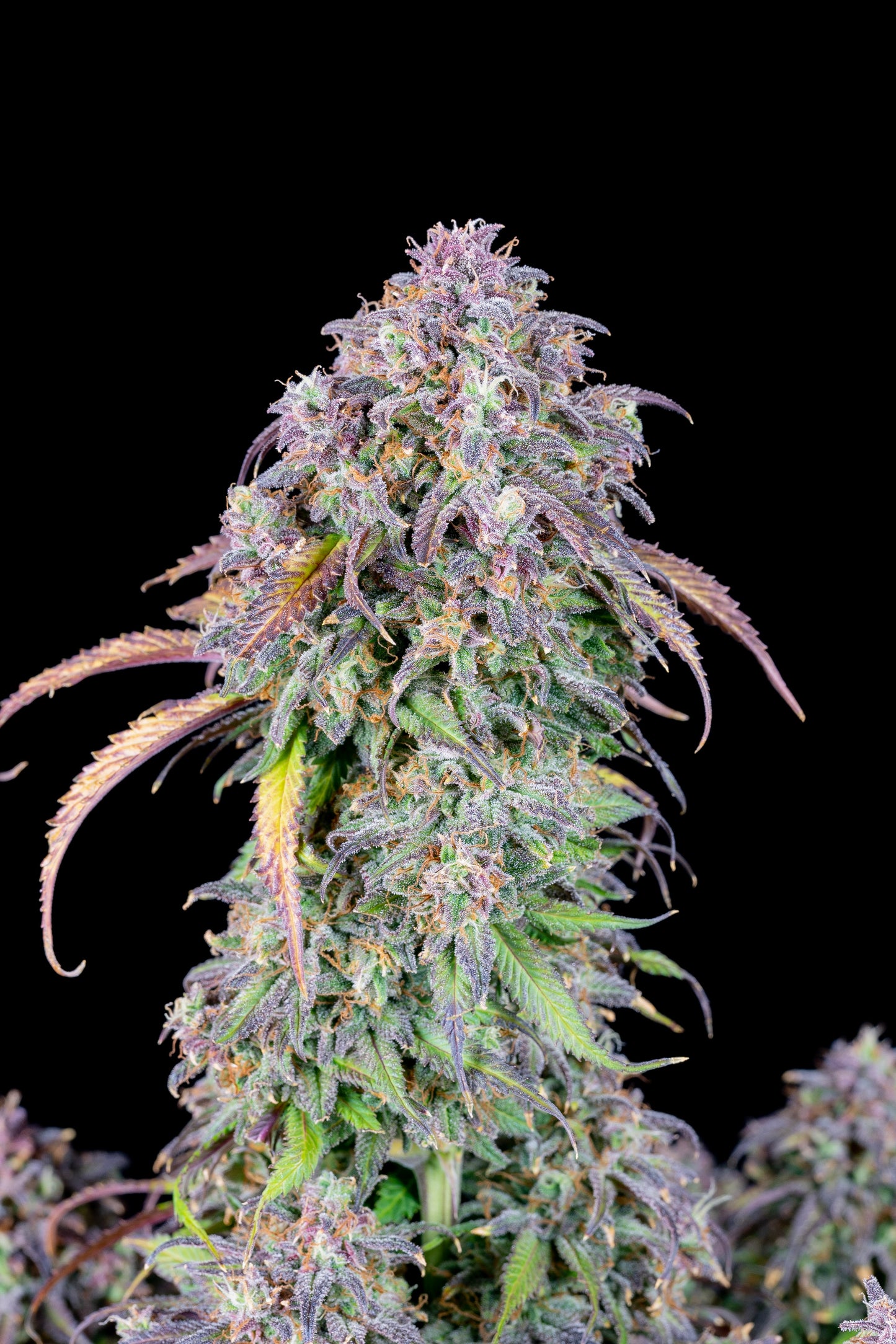 FastBuds Blueberry (Auto) 3 Stück