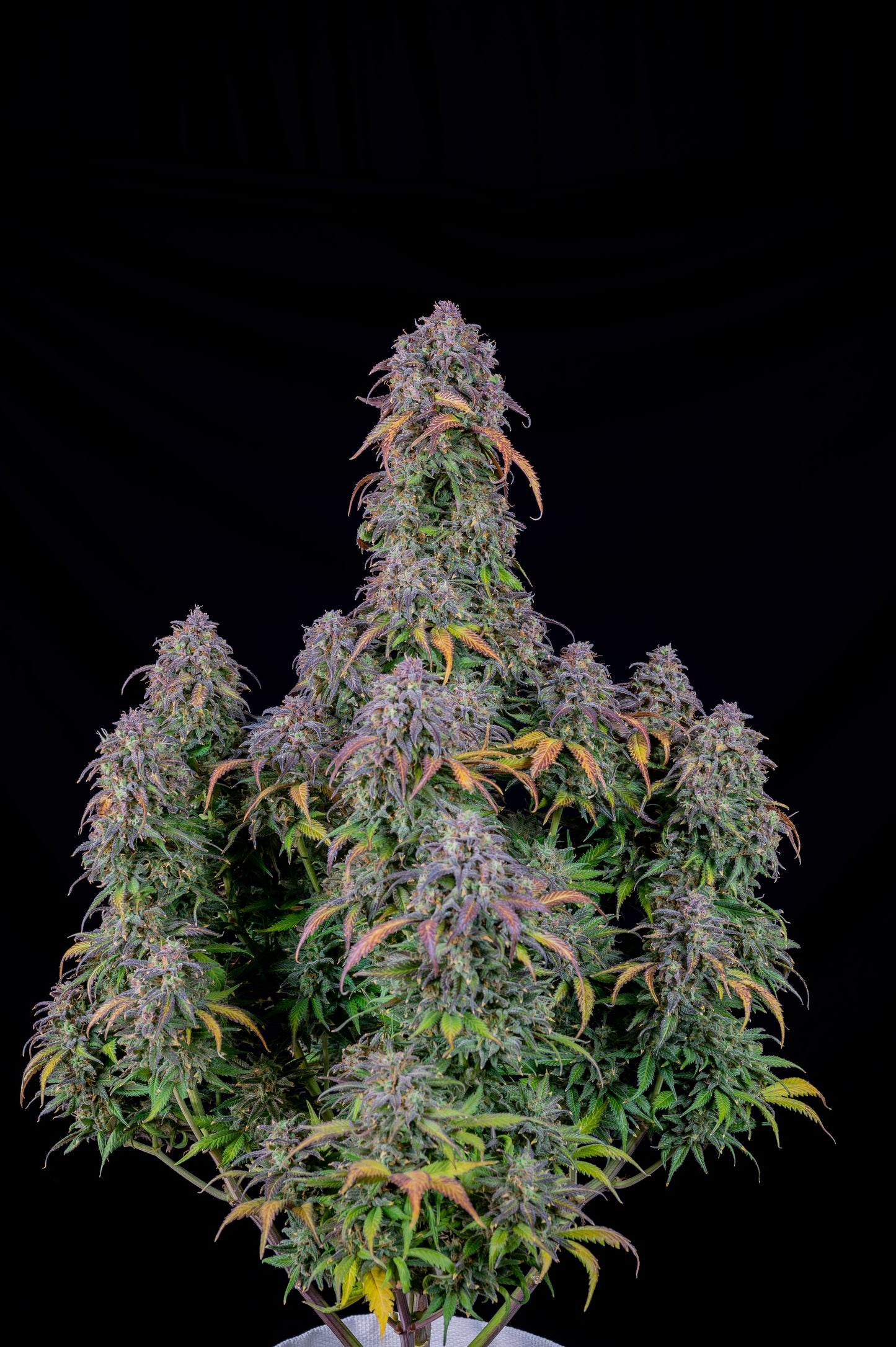 FastBuds Blueberry (Auto) 3 Stück