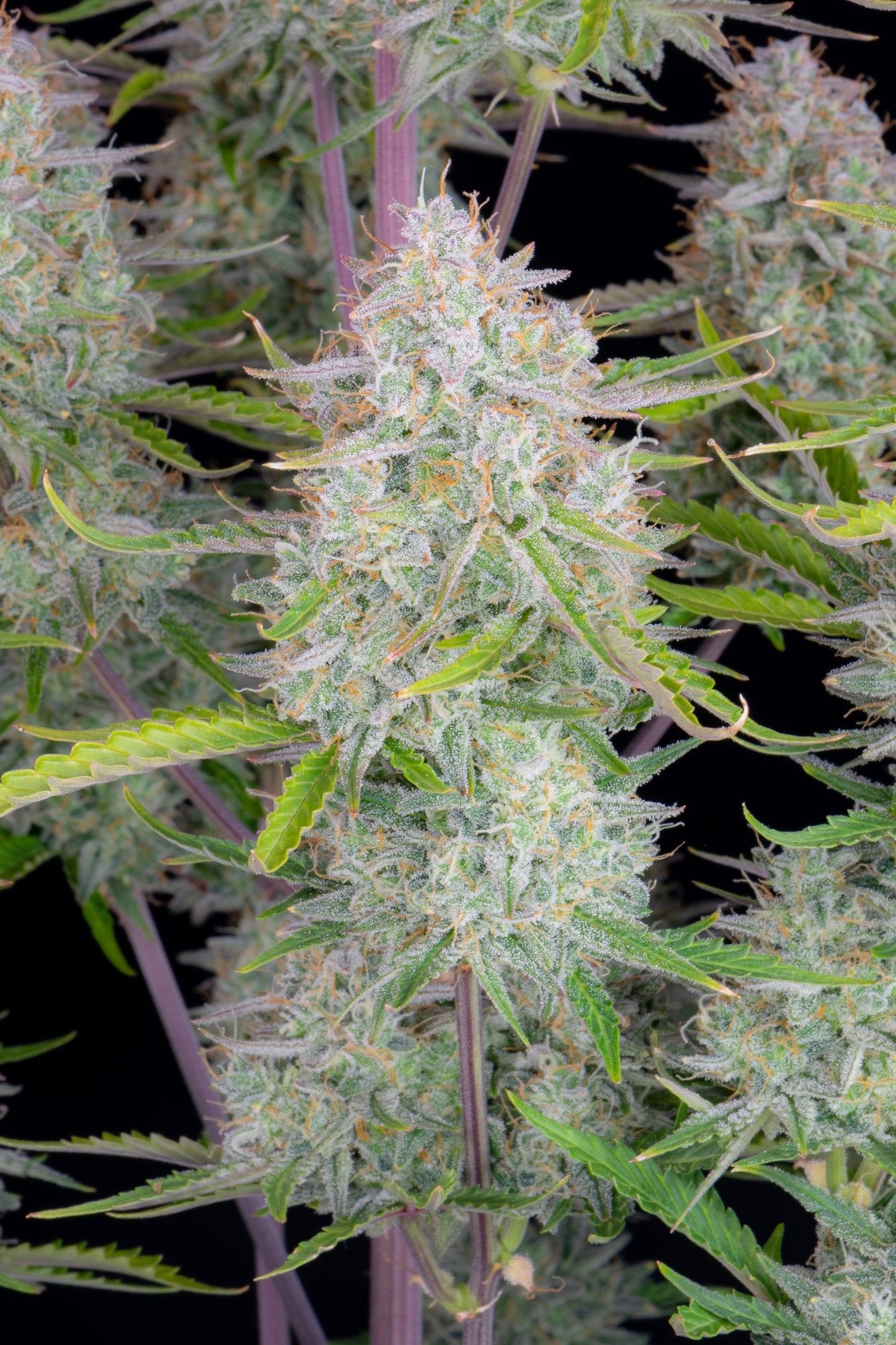 FastBuds Wedding Cheesecake (Auto) 3 Stück