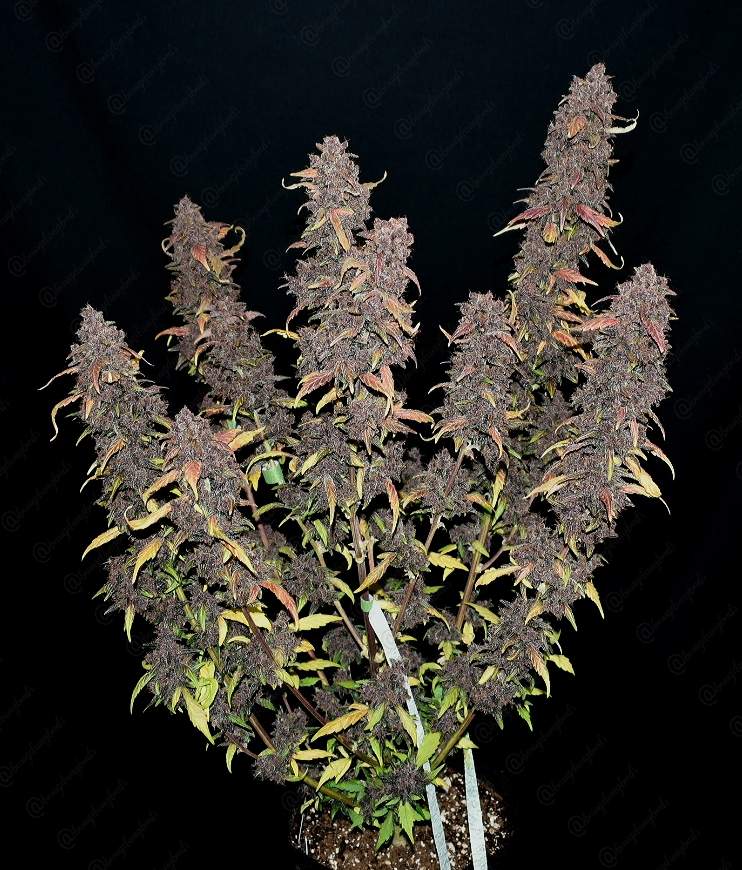 FastBuds Purple Lemonade (Auto) 3 Stück