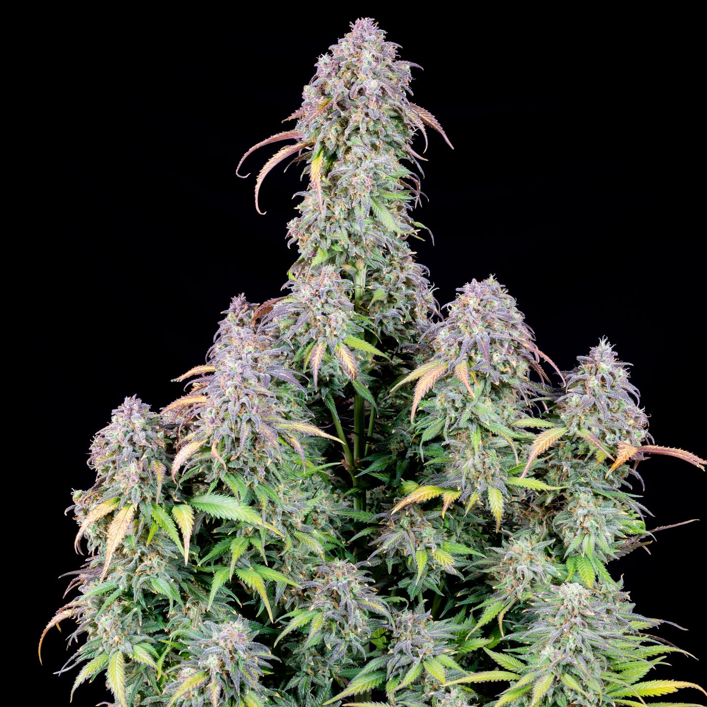 FastBuds Blueberry (Auto) 3 Stück
