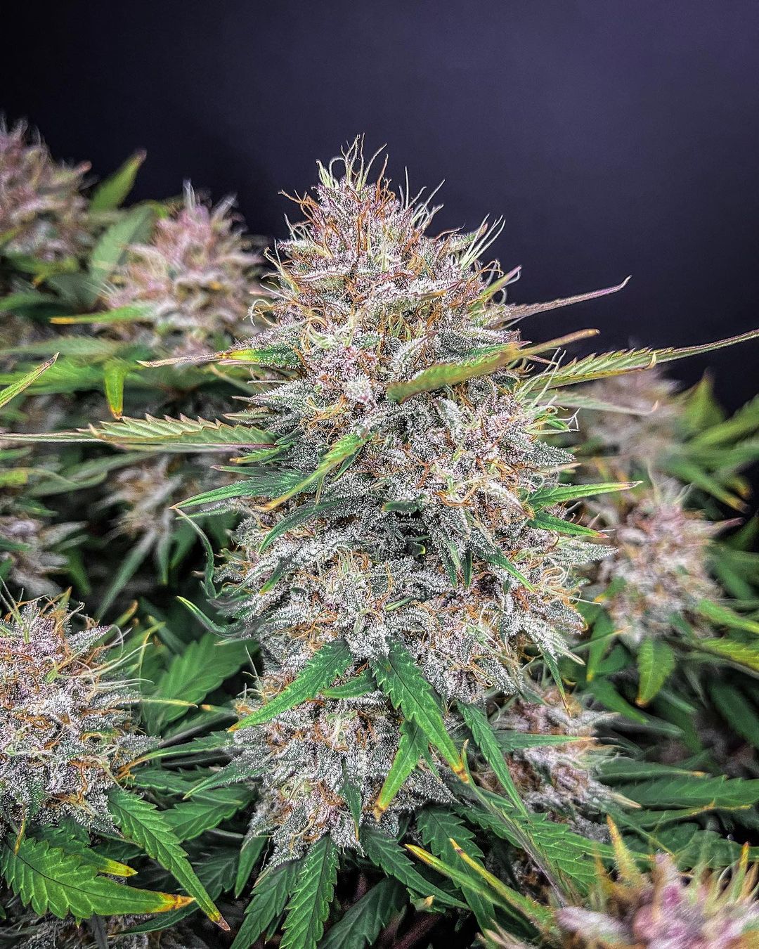 FastBuds Purple Lemonade (Auto) 3 Stück