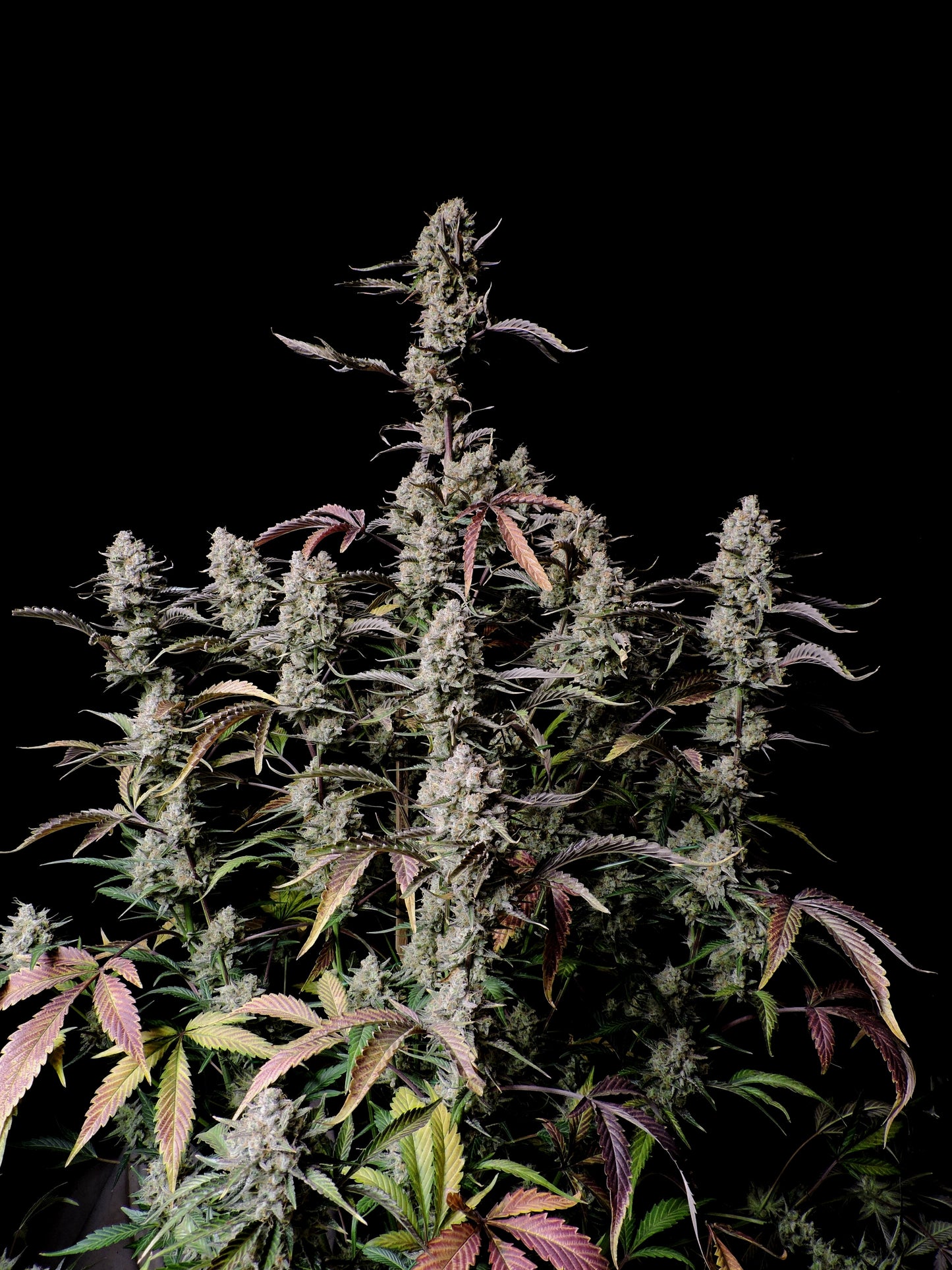 FastBuds Gorilla Z (Auto) 3 Stück
