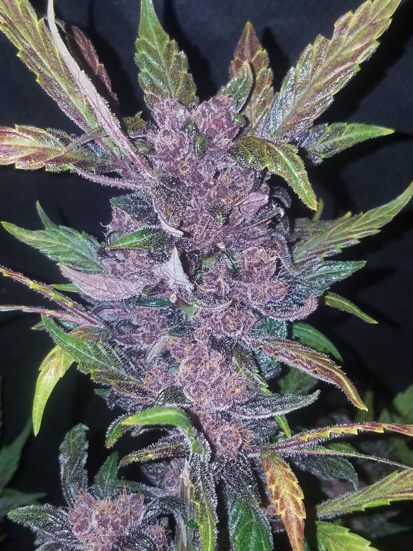 Fastbuds LSD-25 (Auto) 3 Stück