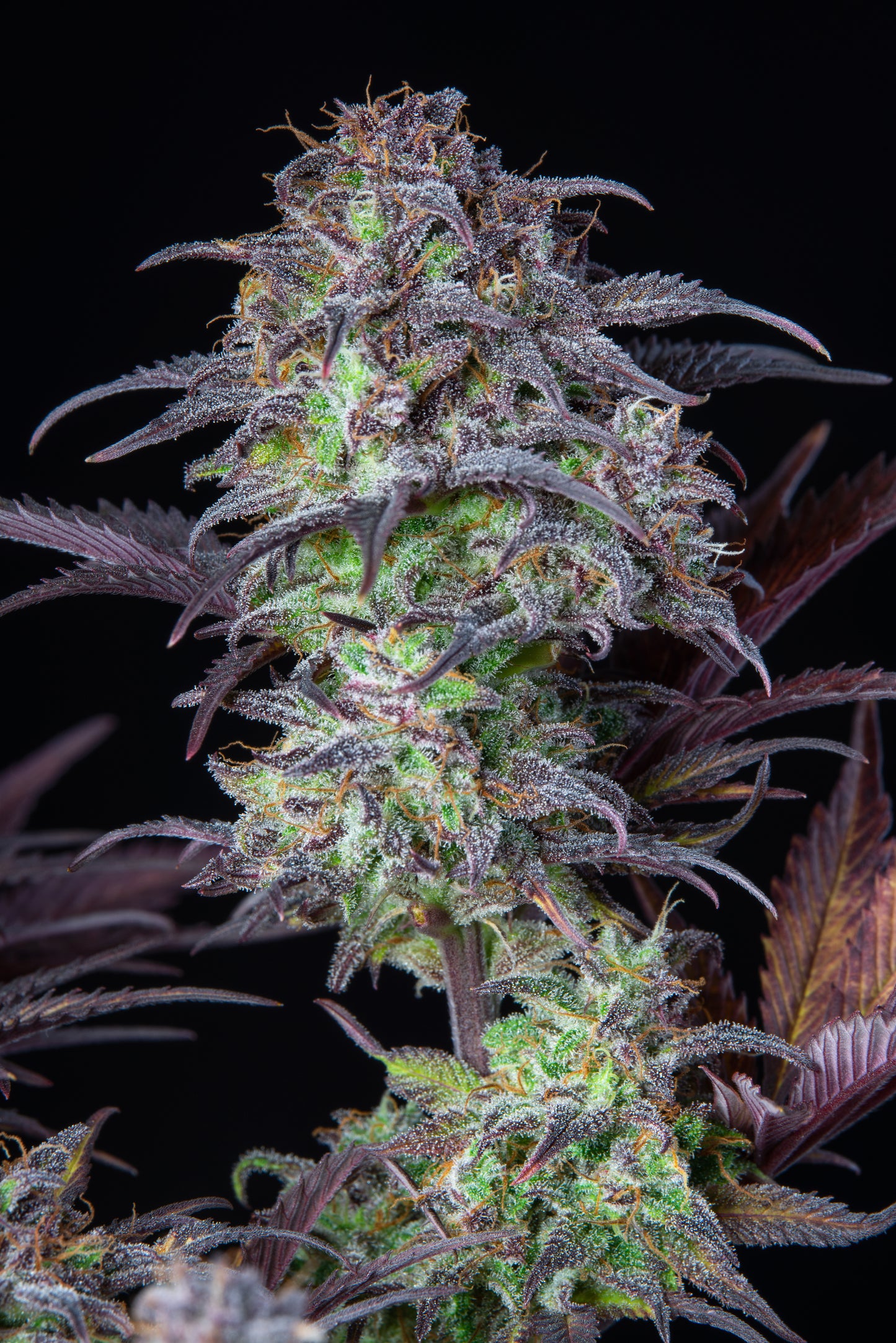 FastBuds Blueberry (Auto) 3 Stück