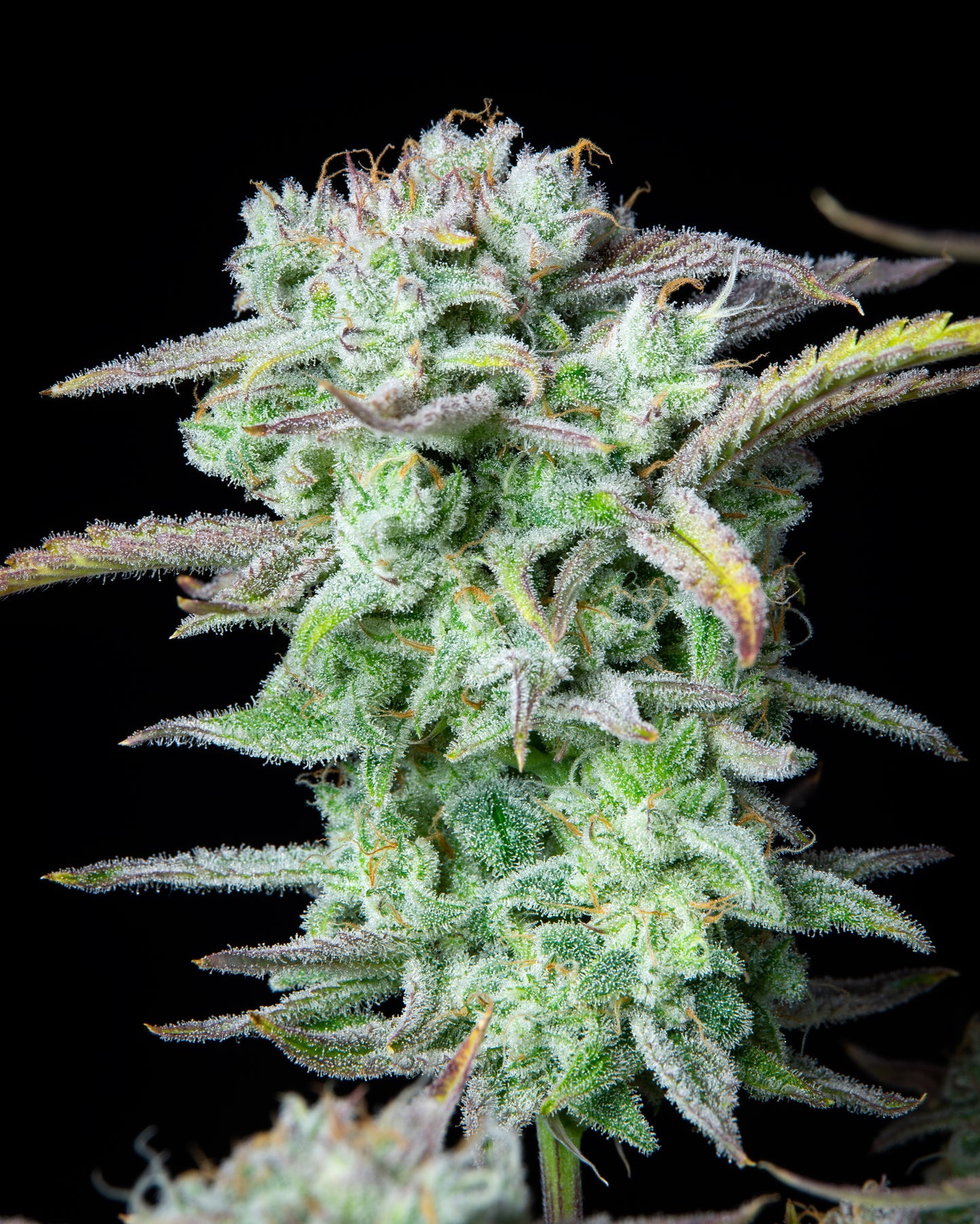 FastBuds Strawberry Banana (Auto) 3 Stück