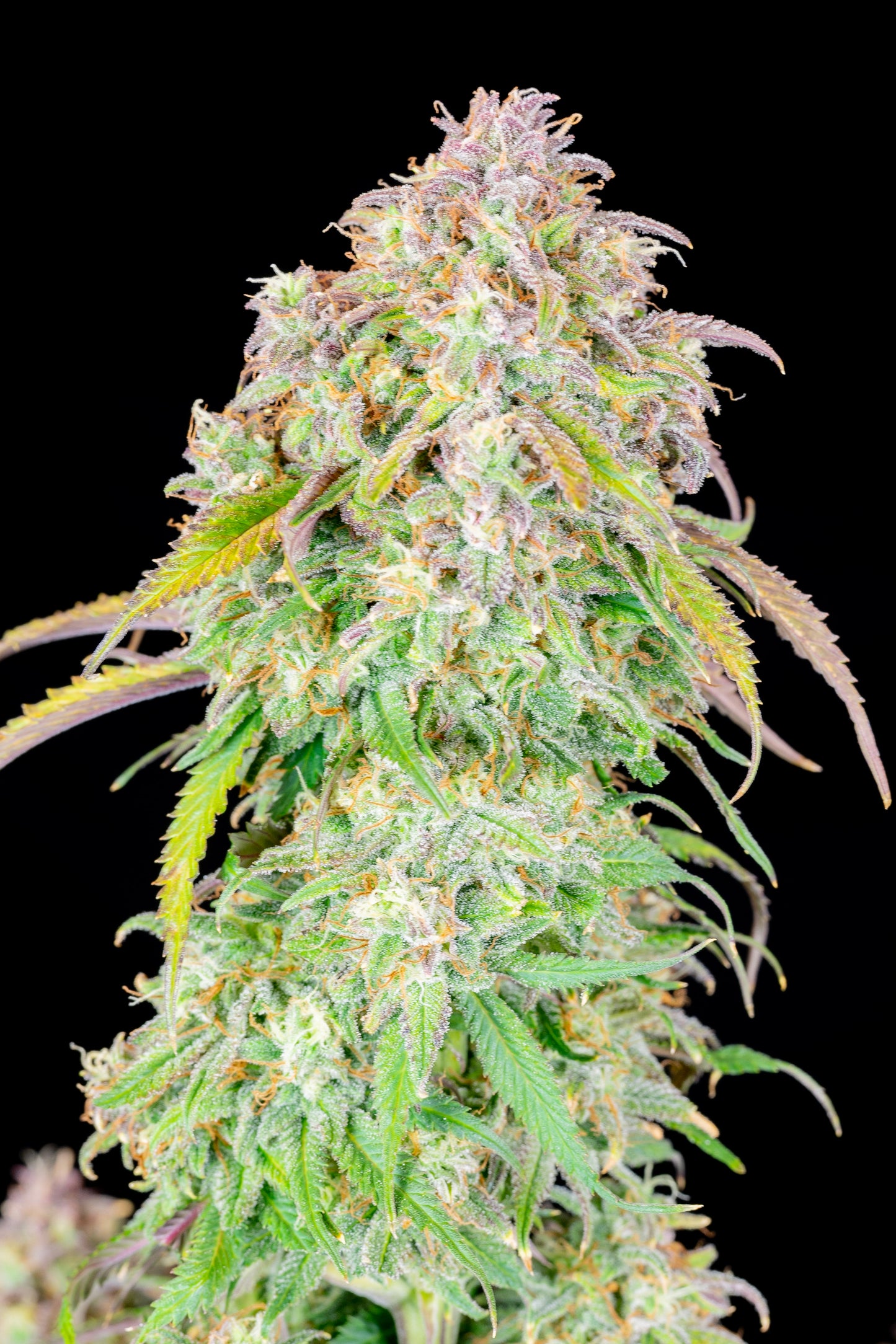 FastBuds Blueberry (Auto) 3 Stück