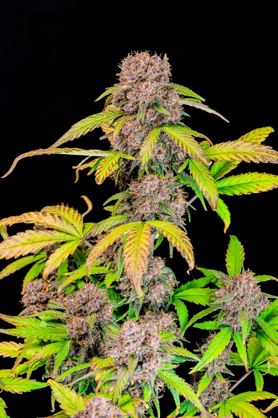 FastBuds Lemon Cherry Cookies (Auto) 3 Stück