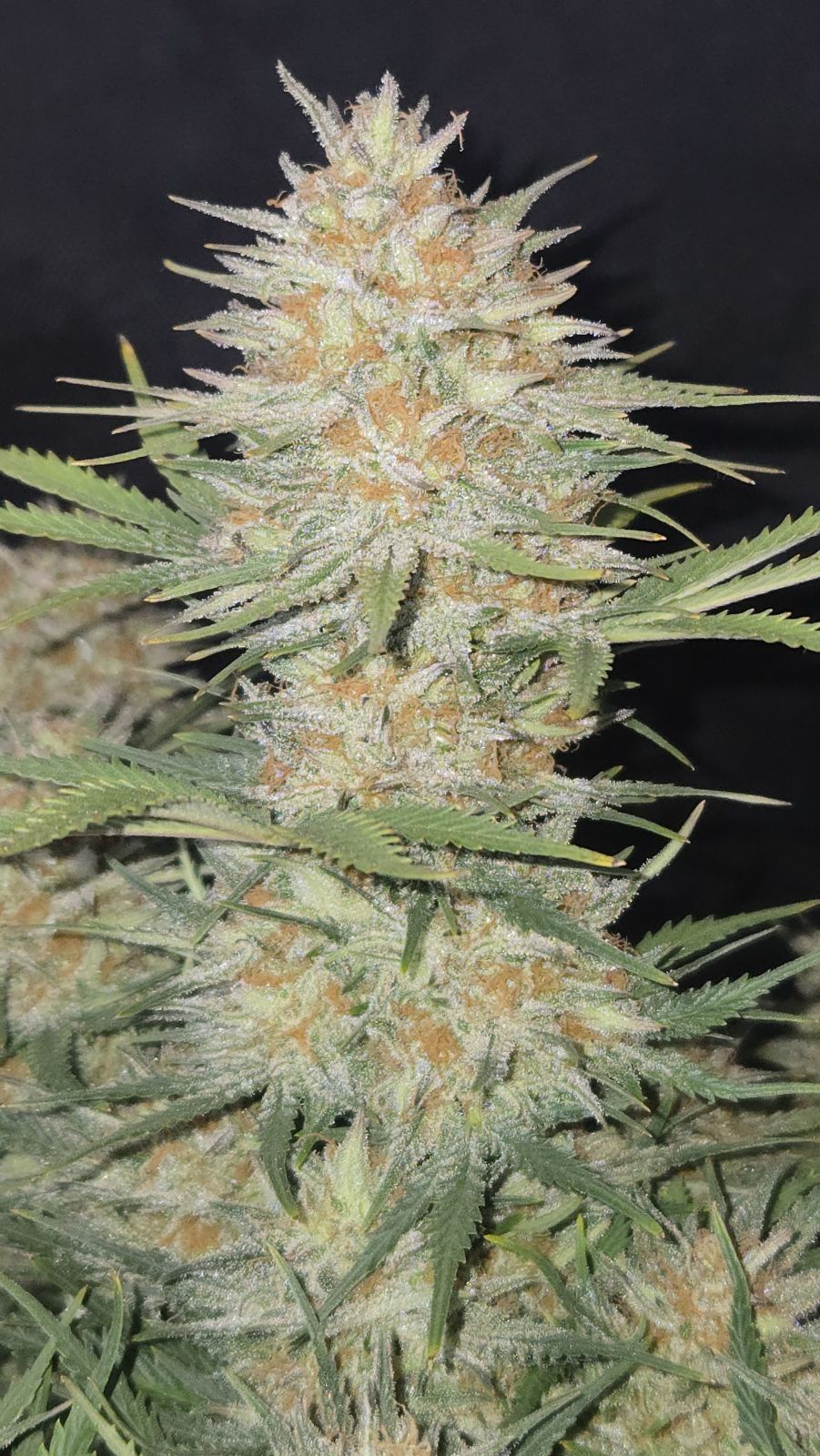FastBuds Z-Up (Auto) 3 Stück