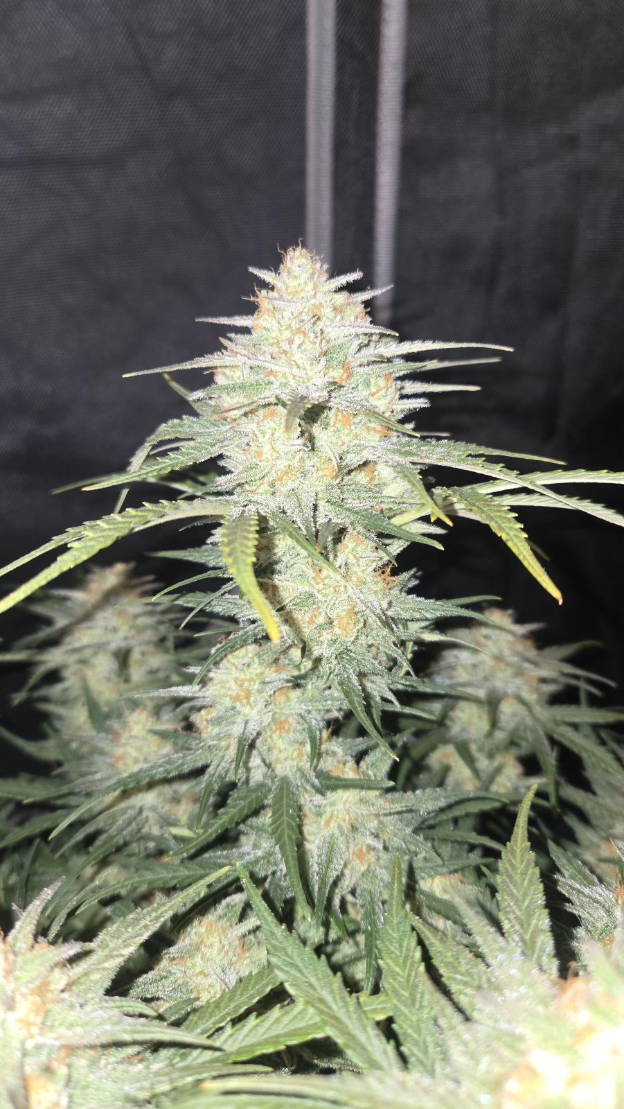 FastBuds Z-Up (Auto) 3 Stück