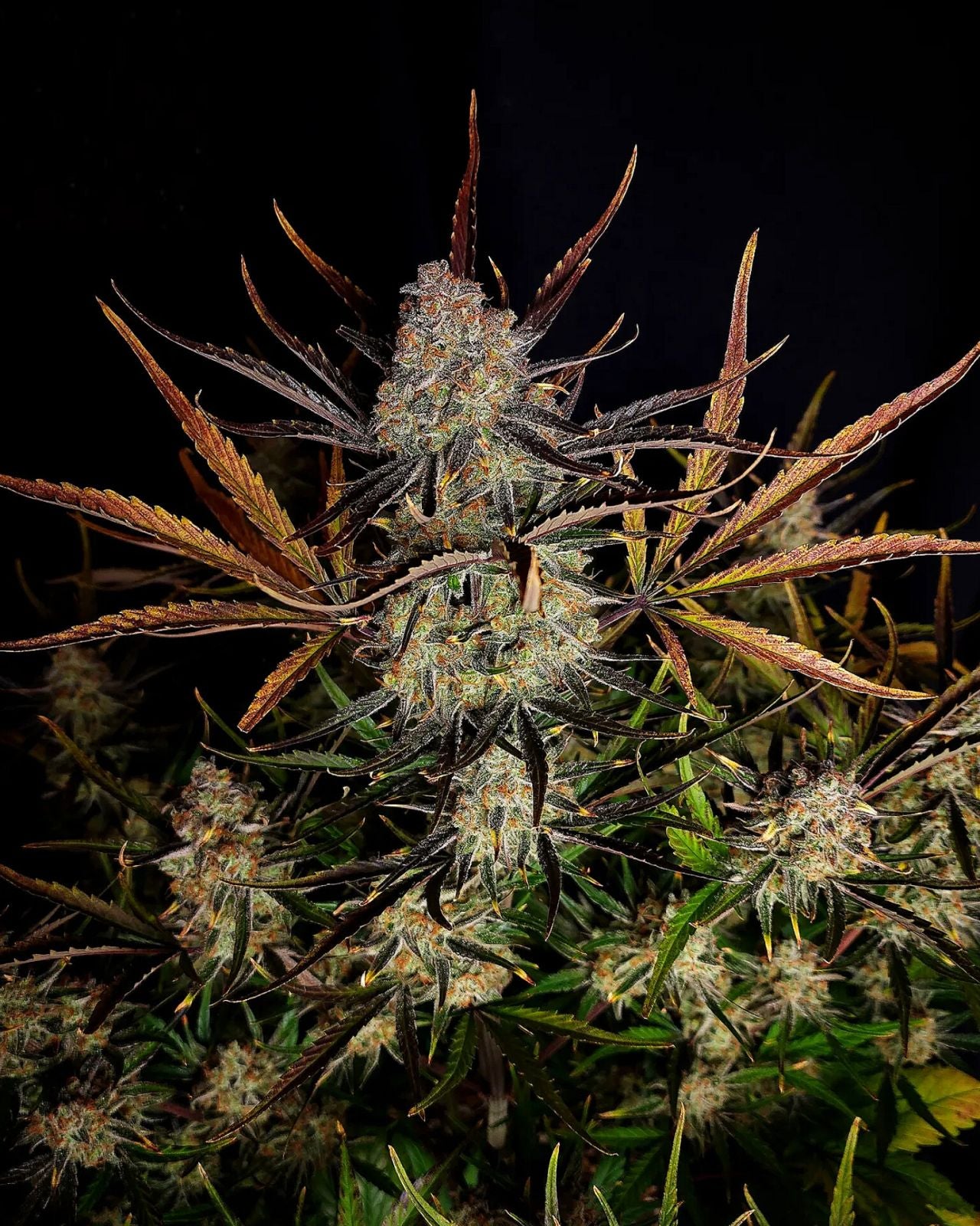 FastBuds Apple Strudel (Auto) 3 Stück