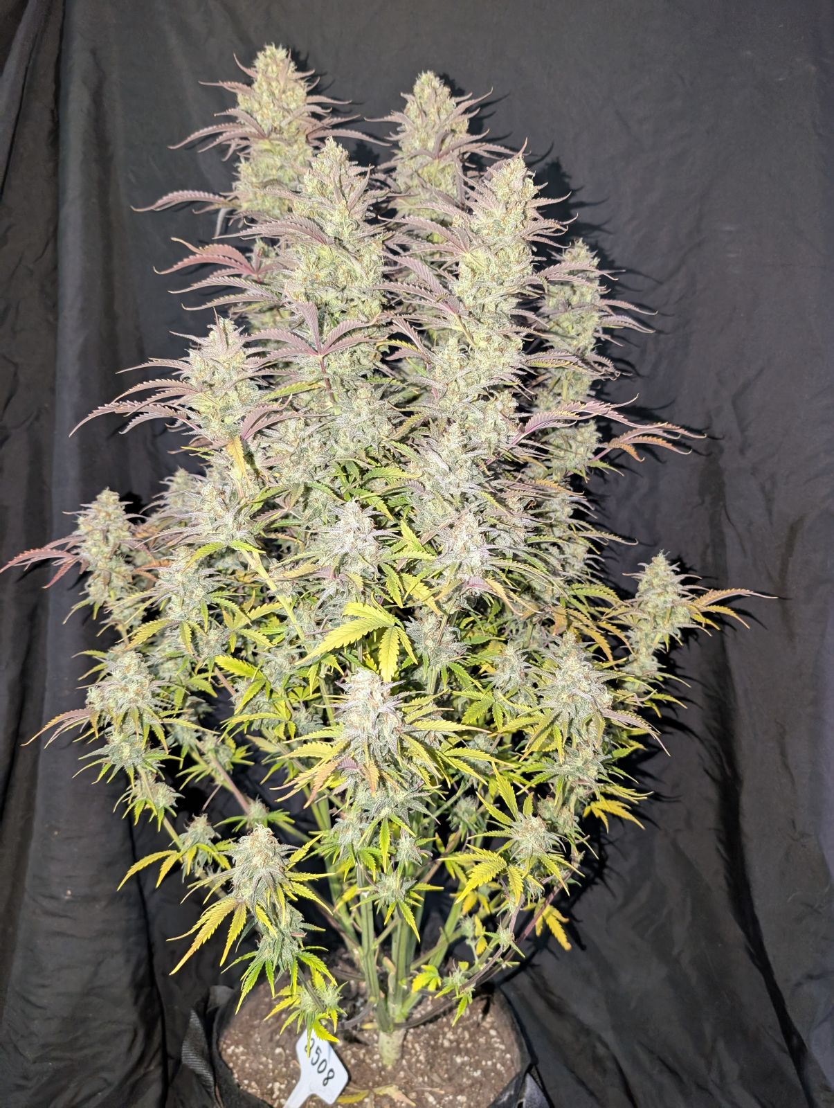 FastBuds Z-Up (Auto) 3 Stück