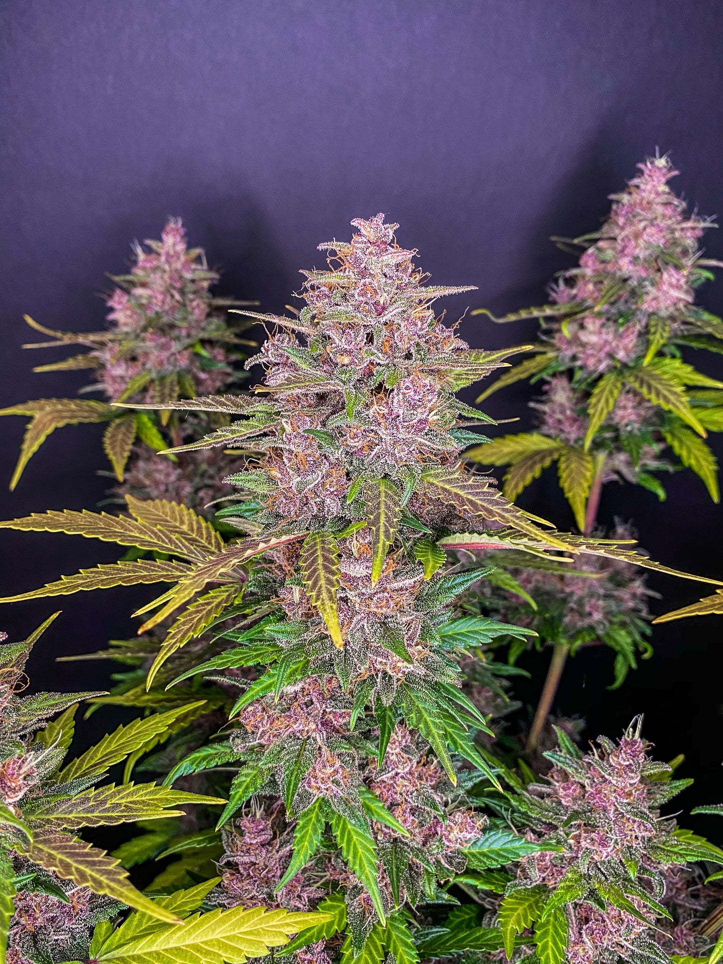 Fastbuds LSD-25 (Auto) 3 Stück