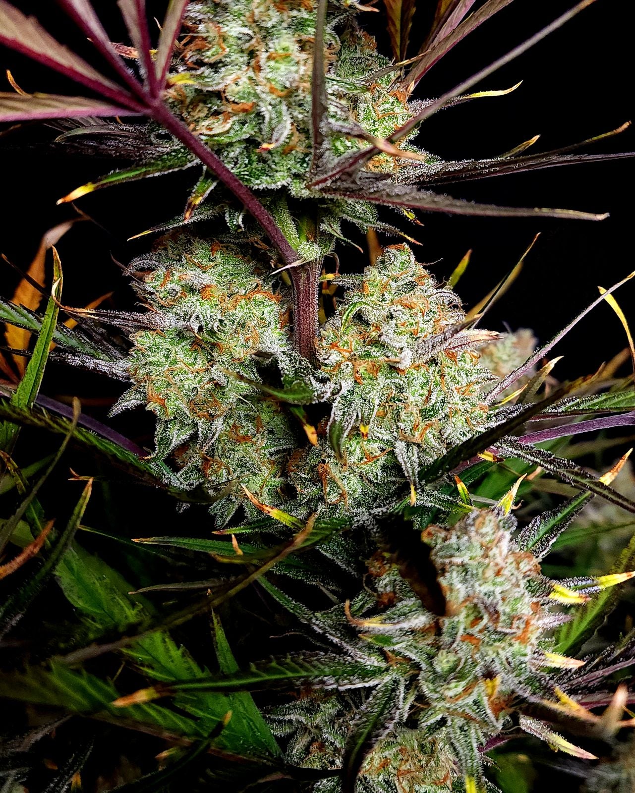 FastBuds Apple Strudel (Auto) 3 Stück