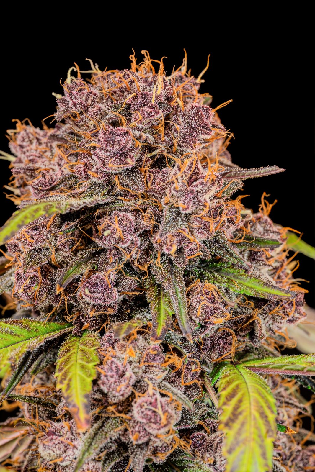 FastBuds Lemon Cherry Cookies (Auto) 3 Stück