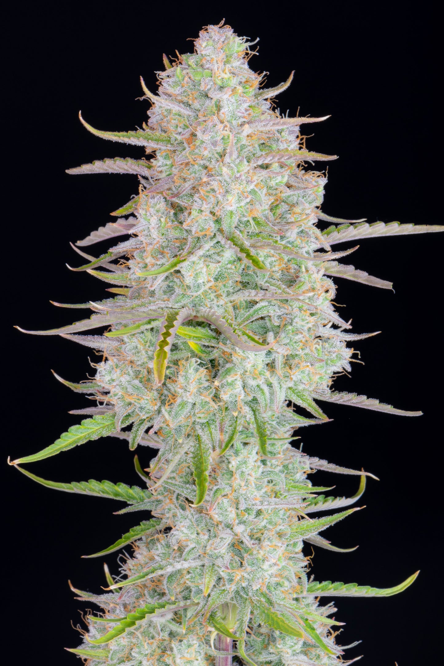 FastBuds Wedding Cheesecake (Auto) 3 Stück
