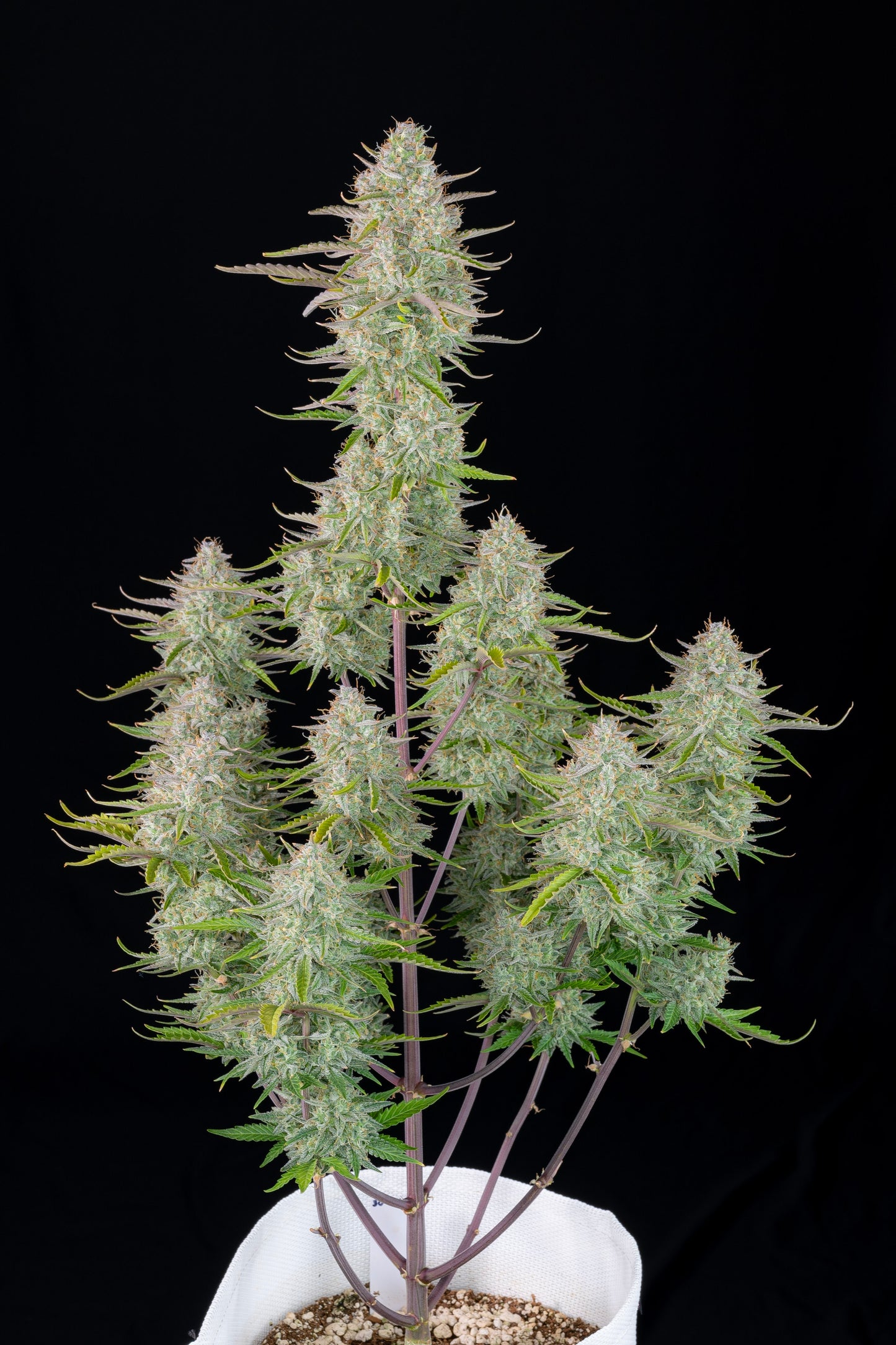 FastBuds Wedding Cheesecake (Auto) 3 Stück