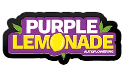 FastBuds Purple Lemonade (Auto) 3 Stück