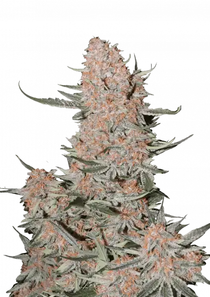 FastBuds Ztrawberriez (Auto) 3 Stück