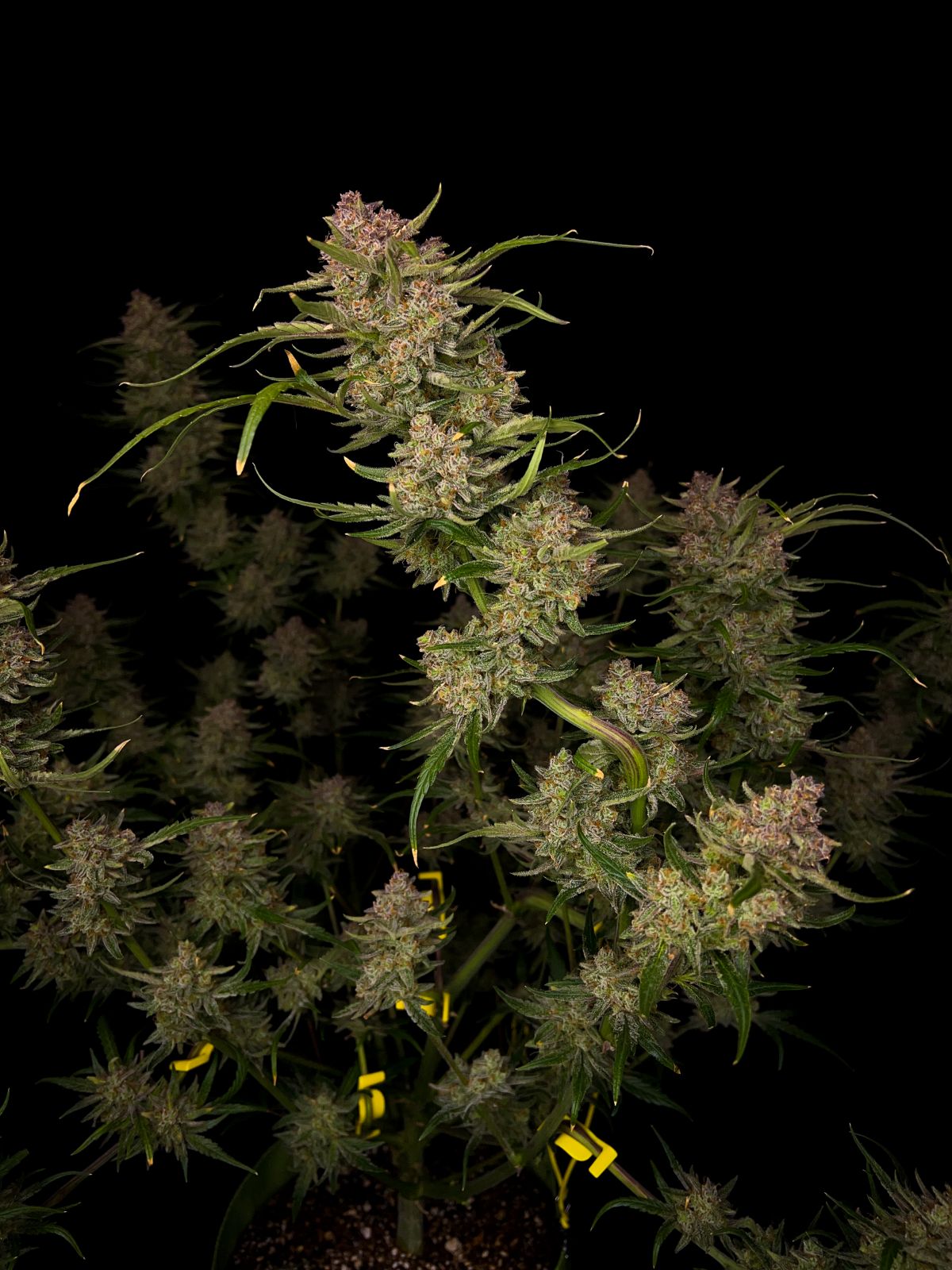 FastBuds Guava (Automatik) 5 Stück