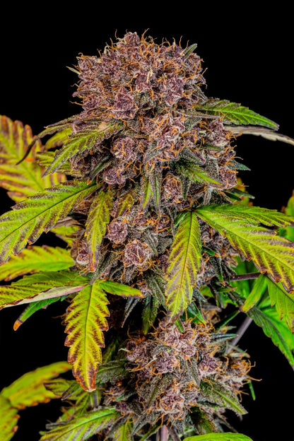 FastBuds Lemon Cherry Cookies (Auto) 3 Stück