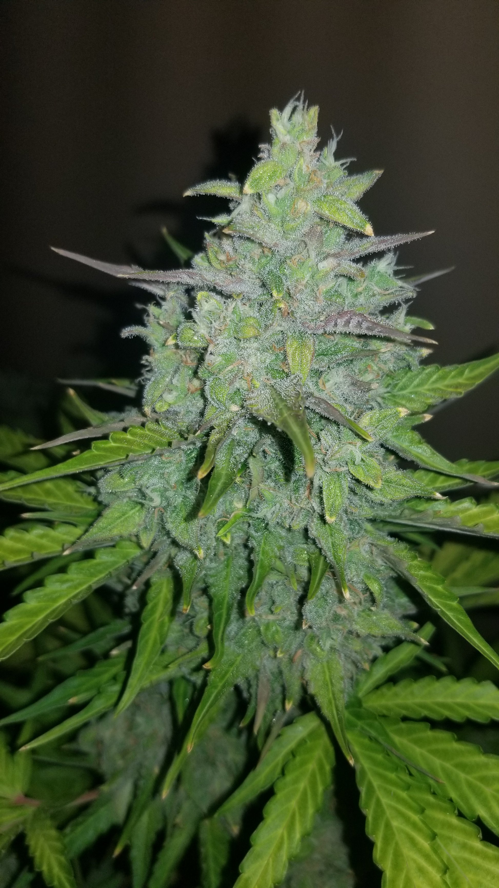 FastBuds Cheese (Auto) 3 Stück