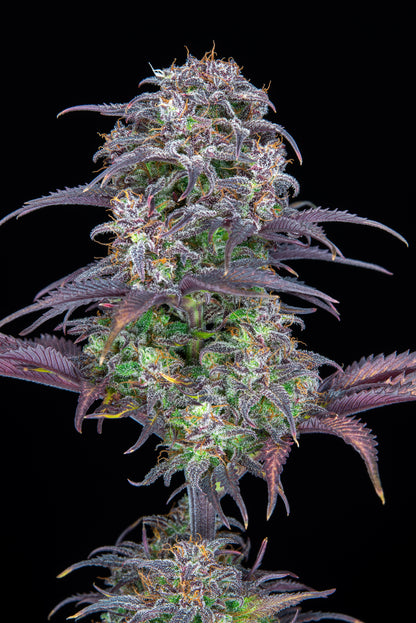 FastBuds Blueberry (Auto) 3 Stück