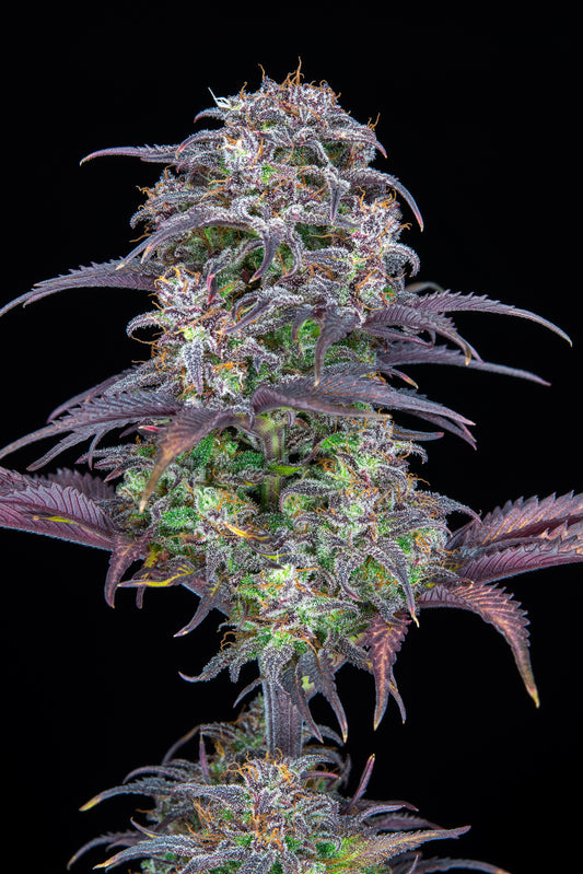 FastBuds Blueberry (Auto) 3 Stück