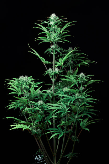 FastBuds Strawberry Banana (Auto) 3 Stück