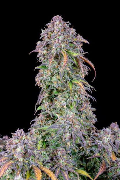 FastBuds Blueberry (Auto) 3 Stück