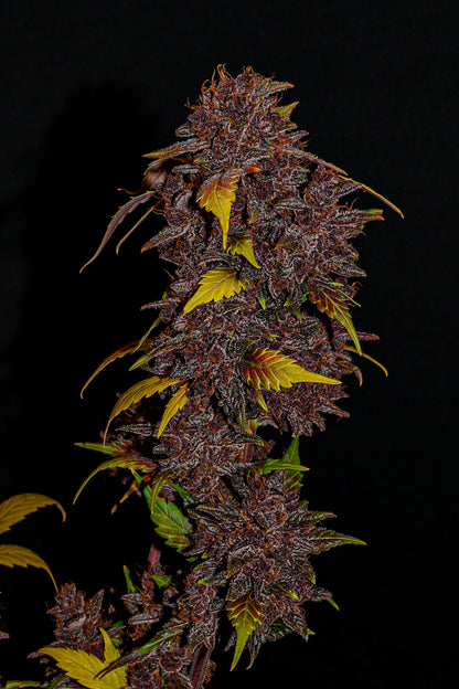 FastBuds Purple Lemonade (Auto) 3 Stück