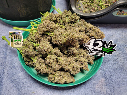 FastBuds Guava (Automatik) 5 Stück