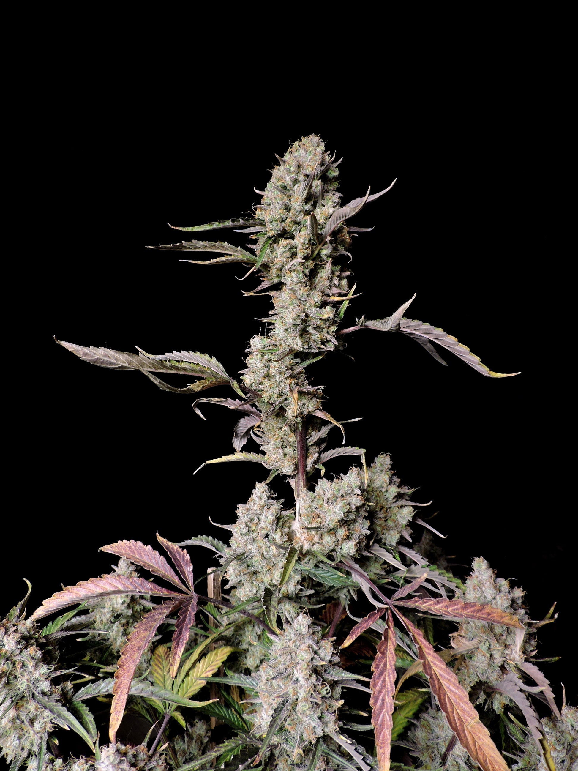 FastBuds Gorilla Z (Auto) 3 Stück