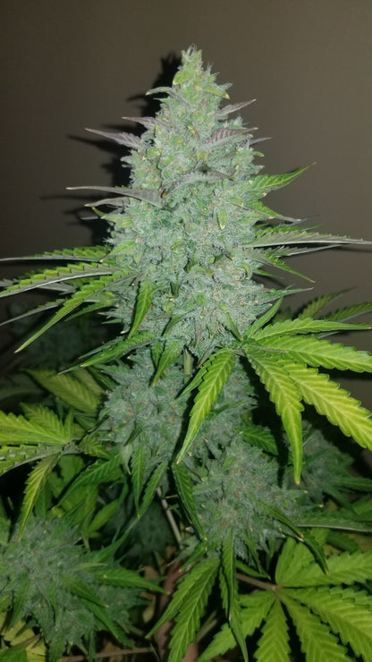 FastBuds Cheese (Auto) 3 Stück