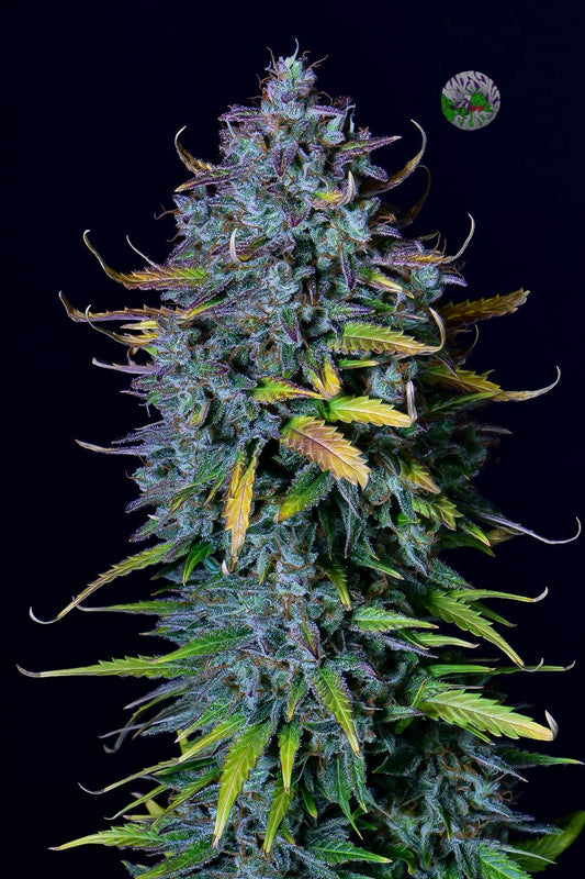 FastBuds Pineapple Express (Auto) 3 Stück
