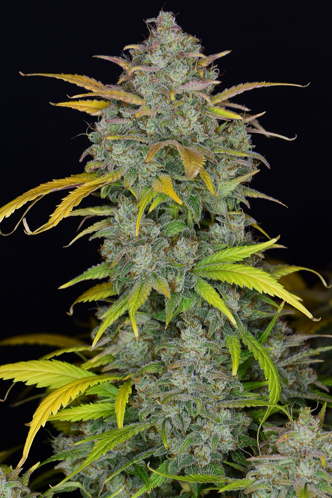 FastBuds Gelato (Auto) 3 Stück