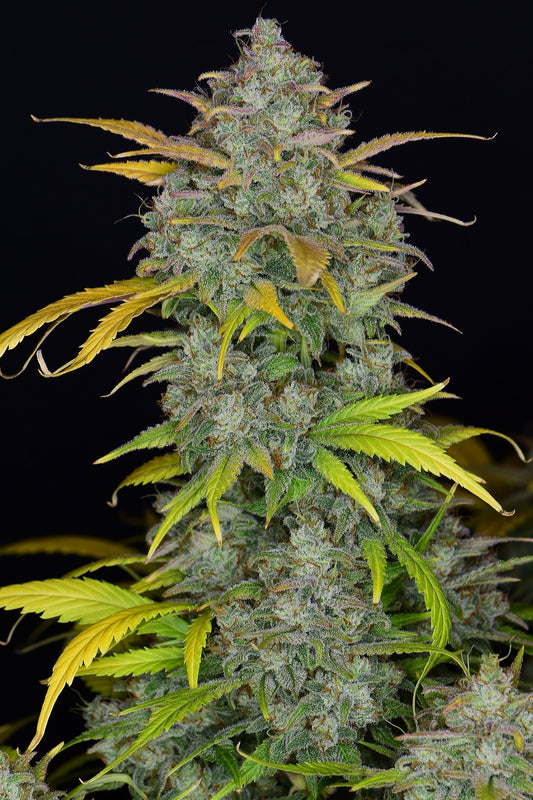 FastBuds Gelato (Auto) 3 Stück